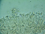 Rhodocybe aureicystidiata image
