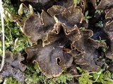 Peltigera evansiana image