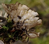 Peltigera evansiana image
