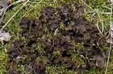 Peltigera evansiana image