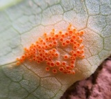 Allodus podophylli image