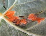 Allodus podophylli image
