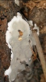 Kretzschmaria deusta image