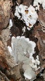 Kretzschmaria deusta image