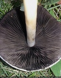 Panaeolus antillarum image