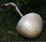 Panaeolus antillarum image