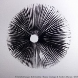 Panaeolus antillarum image