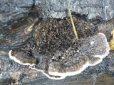 Hexagonia hydnoides image
