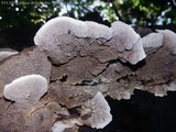 Coriolopsis caperata image