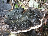 Ganoderma australe image