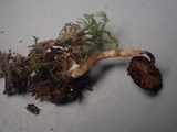 Naucoria subconspersa image