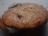 Naucoria subconspersa image