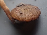 Naucoria subconspersa image
