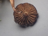 Naucoria subconspersa image