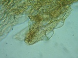 Naucoria subconspersa image
