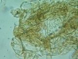 Naucoria subconspersa image