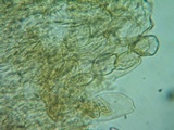Naucoria subconspersa image