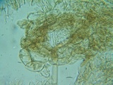 Naucoria subconspersa image