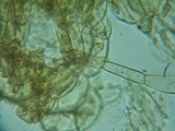 Naucoria subconspersa image