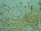 Naucoria subconspersa image