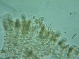 Naucoria subconspersa image