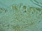 Naucoria subconspersa image