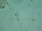 Naucoria subconspersa image
