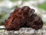 Exidia recisa image