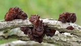 Exidia recisa image