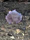 Punctularia atropurpurascens image