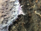 Punctularia atropurpurascens image