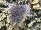 Punctularia atropurpurascens image