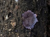 Punctularia atropurpurascens image