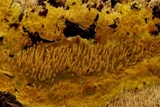 Sarcodontia setosa image