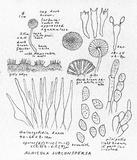 Naucoria subconspersa image