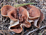 Discina ancilis image