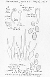 Naucoria luteolofibrillosa image