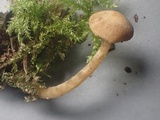 Naucoria luteolofibrillosa image