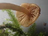 Naucoria luteolofibrillosa image