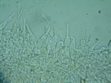 Naucoria luteolofibrillosa image