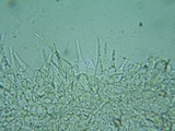 Naucoria luteolofibrillosa image