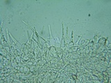 Naucoria luteolofibrillosa image