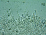 Naucoria luteolofibrillosa image
