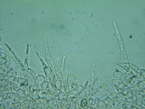 Naucoria luteolofibrillosa image