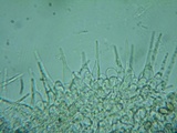 Naucoria luteolofibrillosa image