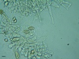 Naucoria luteolofibrillosa image
