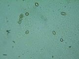 Naucoria luteolofibrillosa image