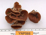 Discina ancilis image