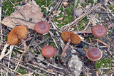 Pachylepyrium carbonicola image