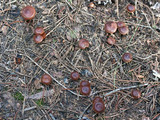 Pachylepyrium carbonicola image